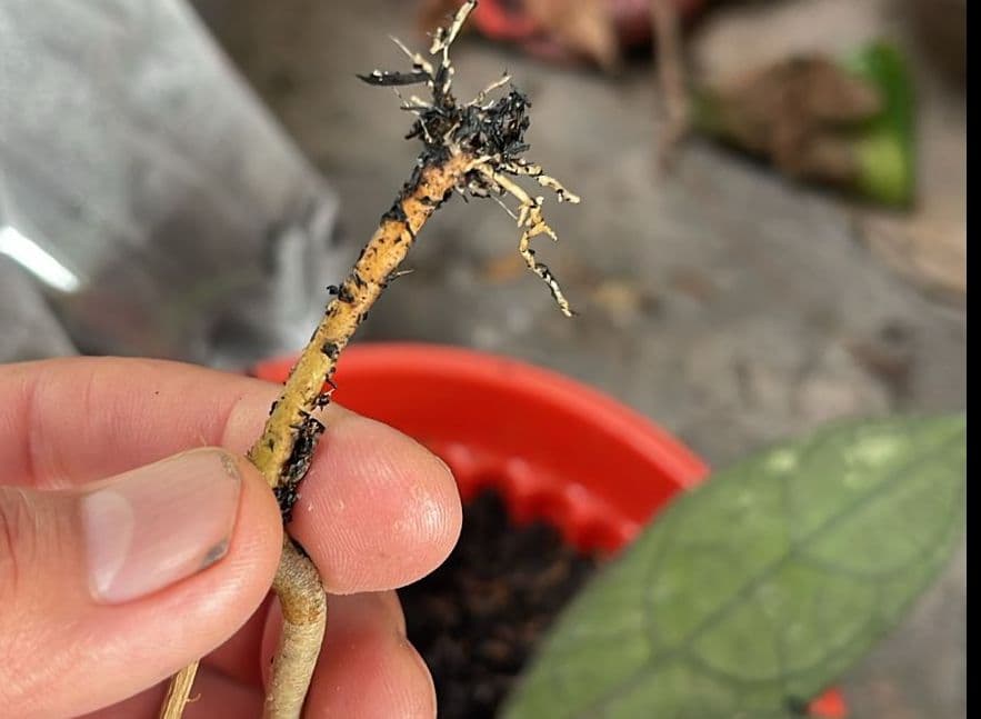Menumbuhkan Pohon dari Sehelai Daun ala Dr. Joni